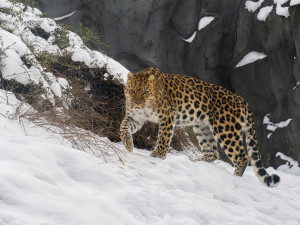 Zima v Zoo Olomouc: hanácké mrazy sněžné opice ani levharty netíží