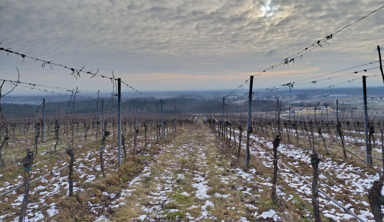 Pozvolný nástup mrazů je pro révu přínosem, libují si vinaři z jihu Moravy