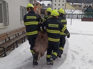 Zaběhnutá exotická koza se týdny toulala po horách. Hasiči ji odchytili až u sklepa v Jeseníku