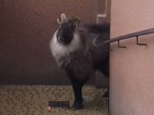 Zaběhnutá exotická koza se týdny toulala po horách. Hasiči ji odchytili až u sklepa v Jeseníku