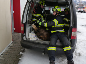 Zaběhnutá exotická koza se týdny toulala po horách. Hasiči ji odchytili až u sklepa v Jeseníku