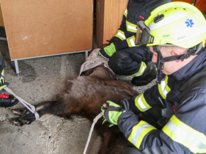 Zaběhnutá exotická koza se týdny toulala po horách. Hasiči ji odchytili až u sklepa v Jeseníku