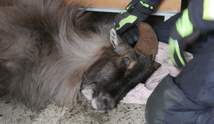Zaběhnutá exotická koza se týdny toulala po horách. Hasiči ji odchytili až u sklepa v Jeseníku