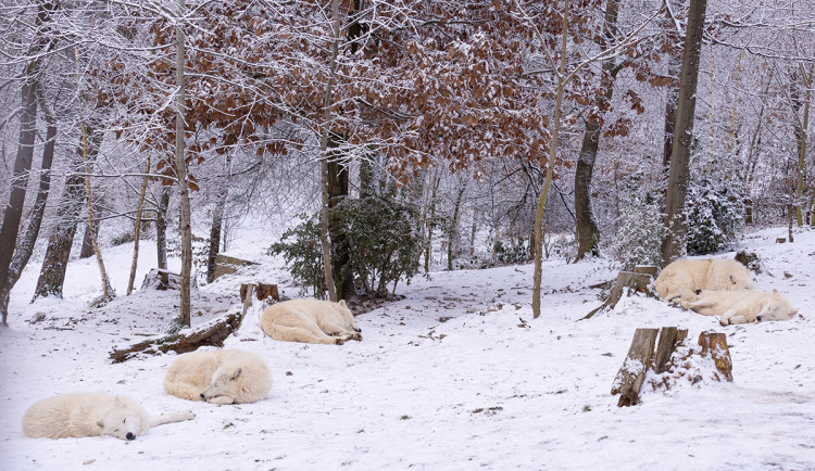 Vlk Hudsonův - ilustrační foto