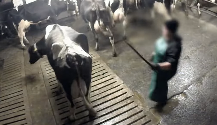 VIDEO: Krávy mlácené do obličeje, odvlečená nemohoucí telata. Otřesné záběry z farem na střední Moravě