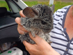 Strážníci v Olomouci odchytávali i například činčilu