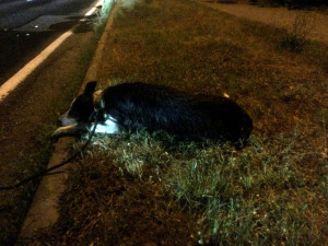 Strážníci v Olomouci nejčastěji odchytávají bezprizorní či zatoulané psy