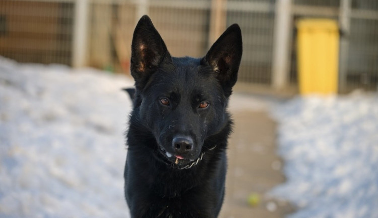 HLEDÁME PÁNÍČKA: Tři pejsci z Mohelnice vyhlížejí nový domov, budou milujícími parťáky