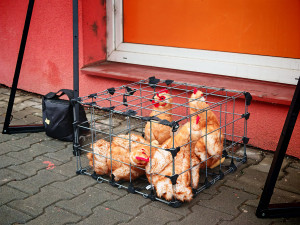 Proti vejcím z otřesných podmínek. Obránci zvířat protestovali před obchodem v Litovli