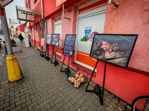 Proti vejcím z otřesných podmínek. Obránci zvířat protestovali před obchodem v Litovli