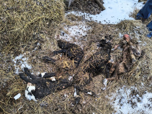 Rozkládající se mrtvá jehňata, desítky trpících ovcí. Inspektory šokoval chovetel z Křelova