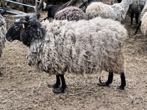 Rozkládající se mrtvá jehňata, desítky trpících ovcí. Inspektory šokoval chovetel z Křelova