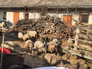 Rozkládající se mrtvá jehňata, desítky trpících ovcí. Inspektory šokoval chovetel z Křelova