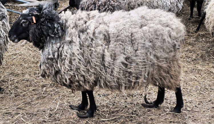 Rozkládající se mrtvá jehňata, desítky trpících ovcí. Inspektory šokoval chovetel z Křelova