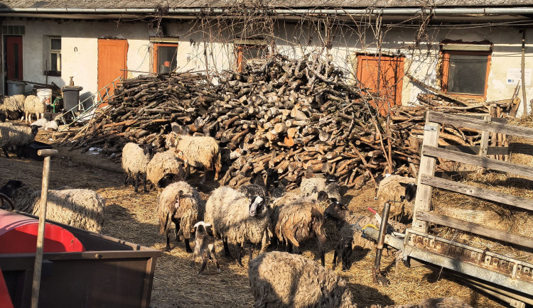 Rozkládající se mrtvá jehňata, desítky trpících ovcí. Inspektory šokoval chovetel z Křelova