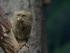 Pět gramů. V olomoucké zoo se narodila dvojčata nejmenších opic na světě