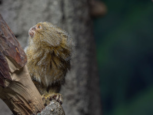 Pět gramů. V olomoucké zoo se narodila dvojčata nejmenších opic na světě