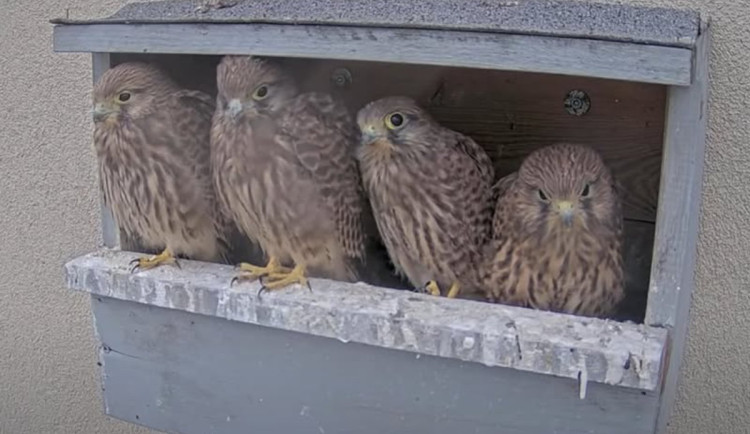 V Brně se líbí poštolkám a rorýsům, jejich život lidé sledují v přímém přenosu