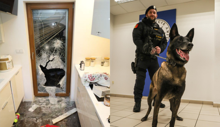 VIDEO: Zloději se při vloupání schovali pod postel. Policejní pes Harley je rychle našel