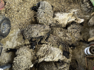 Rozkládající se mrtvá jehňata, desítky trpících ovcí. Inspektory šokoval chovetel z Křelova