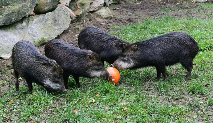 Kolekci zvířat chovaných v Zoo Olomouc loni rozšířil také nový druh - pekari bělobradý