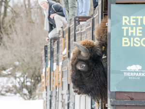 Tři zubří samice z olomoucké zoo podpoří na Kavkaze návrat tohoto druhu do volné přírody
