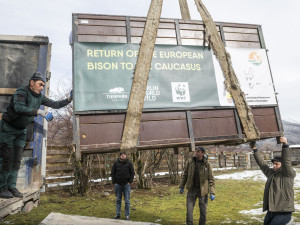 Tři zubří samice z olomoucké zoo podpoří na Kavkaze návrat tohoto druhu do volné přírody