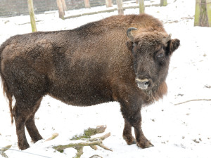 Tři zubří samice z olomoucké zoo podpoří na Kavkaze návrat tohoto druhu do volné přírody