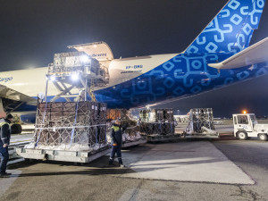 Tři zubří samice z olomoucké zoo podpoří na Kavkaze návrat tohoto druhu do volné přírody