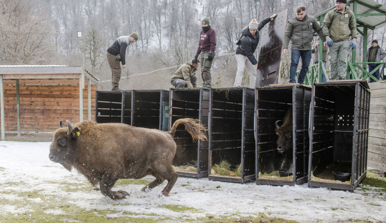 Tři zubří samice z olomoucké zoo podpoří na Kavkaze návrat tohoto druhu do volné přírody