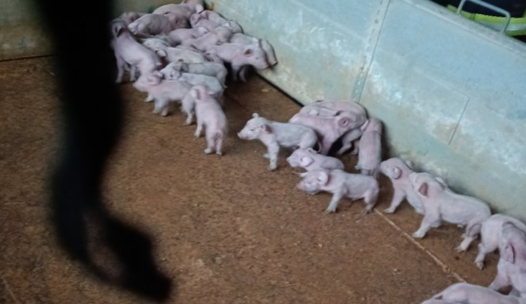 U Netolic hoří prasečák, část selat se podařilo hasičům zachránit