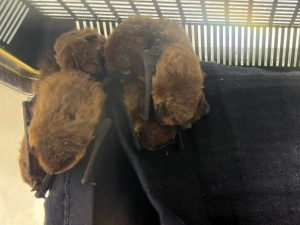 Vzácní netopýři v pasti. Na zámku u Litovle zachránili 57 letounů