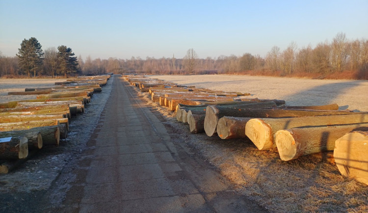 Potřebujete dřevo? Ostrava opět chystá aukci dřevin z městských lesů