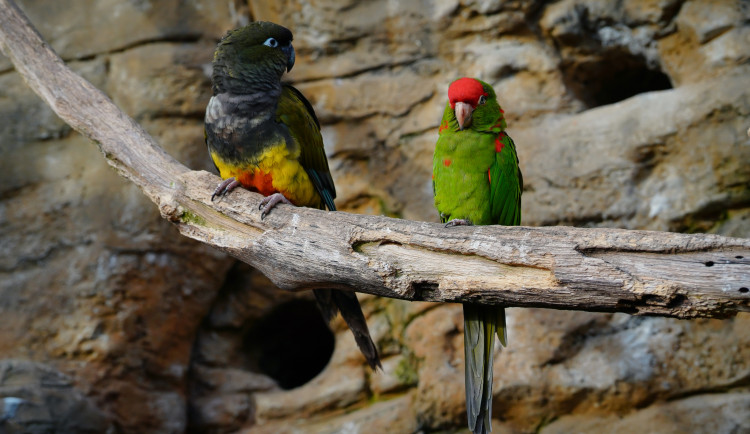 V Zoo Praha uhynuli další ptáci, vyšetří je na ptačí chřipku