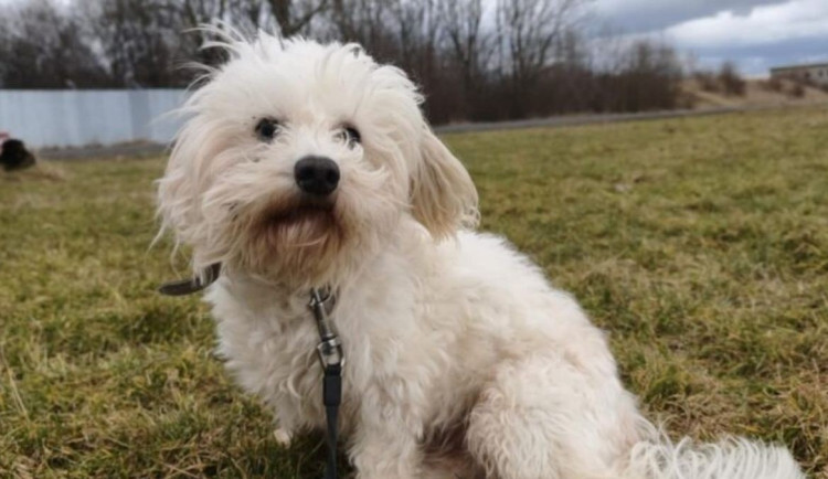 HLEDÁME PÁNÍČKA: Kira, Kája a Brutus z Olomouce. Laskaví pejsci čekají na novou šanci