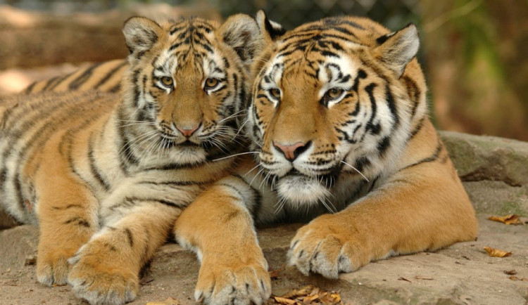 Zoo Olomouc od března zdraží vstupné o 20 korun. Zvýhodní však rodiny s dětmi