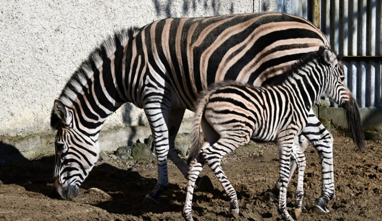 Devět let čekání je u konce. Olomoucká zoo má nové zebří mládě