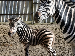 Devět let čekání je u konce. Olomoucká zoo má nové zebří mládě