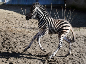Devět let čekání je u konce. Olomoucká zoo má nové zebří mládě
