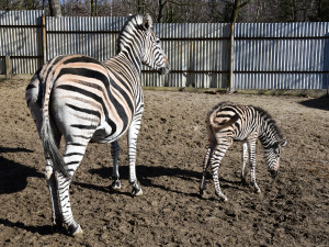 Devět let čekání je u konce. Olomoucká zoo má nové zebří mládě