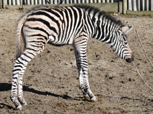 Devět let čekání je u konce. Olomoucká zoo má nové zebří mládě