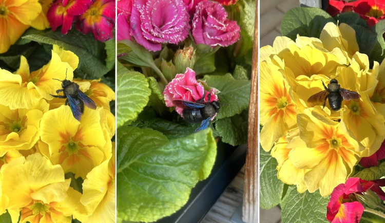 Strašidelná obří včela zavítala do květinářství. Drvodělku přilákaly rozkvetlé petrklíče