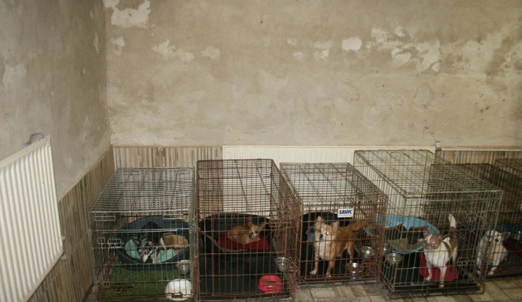 Množírna psů - ilustrační foto