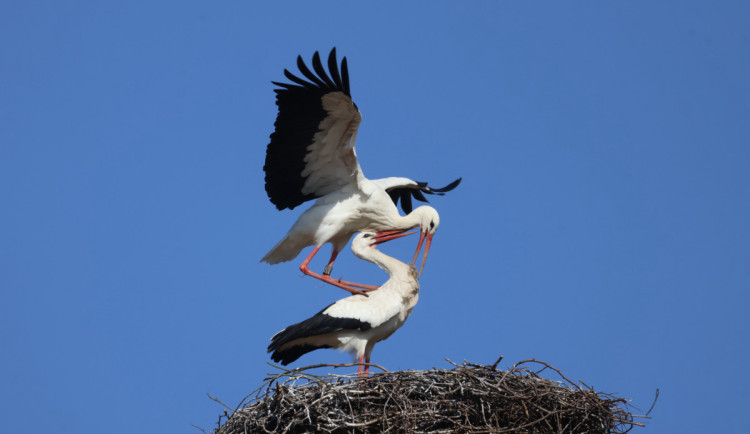 Čápi jsou zpět, začínají obsazovat hnízda. První se dnes objevil v Uničově