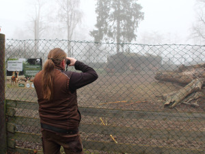 Parohy musely pryč. Jelen sika ze zoo Hluboká míří za novým stádem do Olomouce