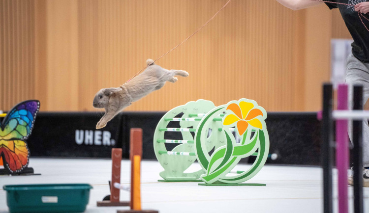 TIP NA VÍKEND: Králičí hop v Prostějově. V sobotu přijede špička tohoto netradičního sportu