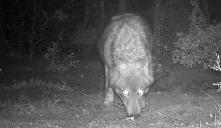 Čtyři mrtví vlci na Jesenicku: příčina je nejasná, policie případ odložila