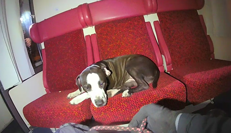 Pes uvězněný ve vlakovém vagónu. Záhadného cestovatele odchytila městská policie