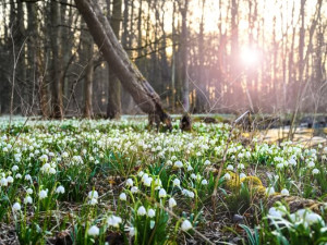 Nádherné koberce květin v Litovelském Pomoraví. Příroda se probouzí, podívejte se