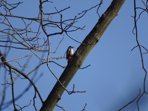Nádherné koberce květin v Litovelském Pomoraví. Příroda se probouzí, podívejte se